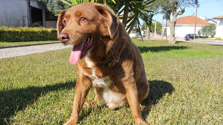 Самая старая собака в мире Боби умерла в 31 год